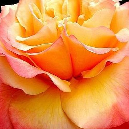 Online rózsa webáruház - teahibrid rózsa - sárga - rózsaszín - Rosa Frénésie™ - enyhén illatos rózsa - Michel Adam - Meleg színárnyalatú virágai kellemes kontrasztot alkotnak sötétzöld lombjával.